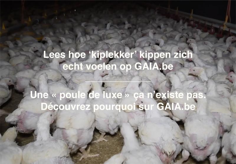 Lees hoe kiplekker kippen zich echt voelen