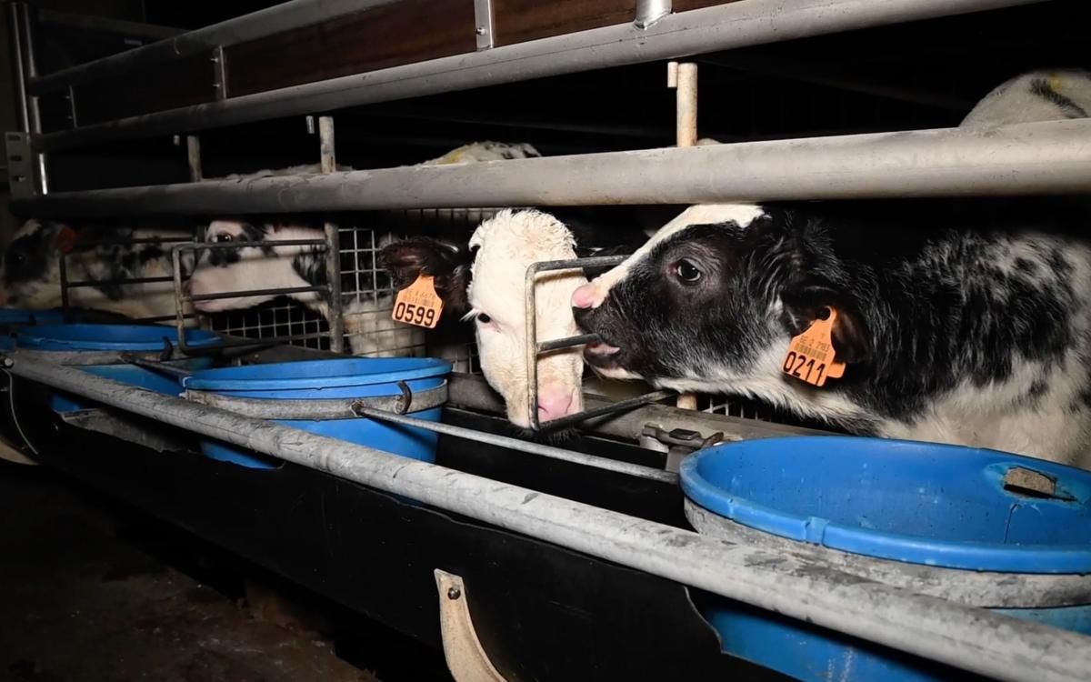 Calves in boxes