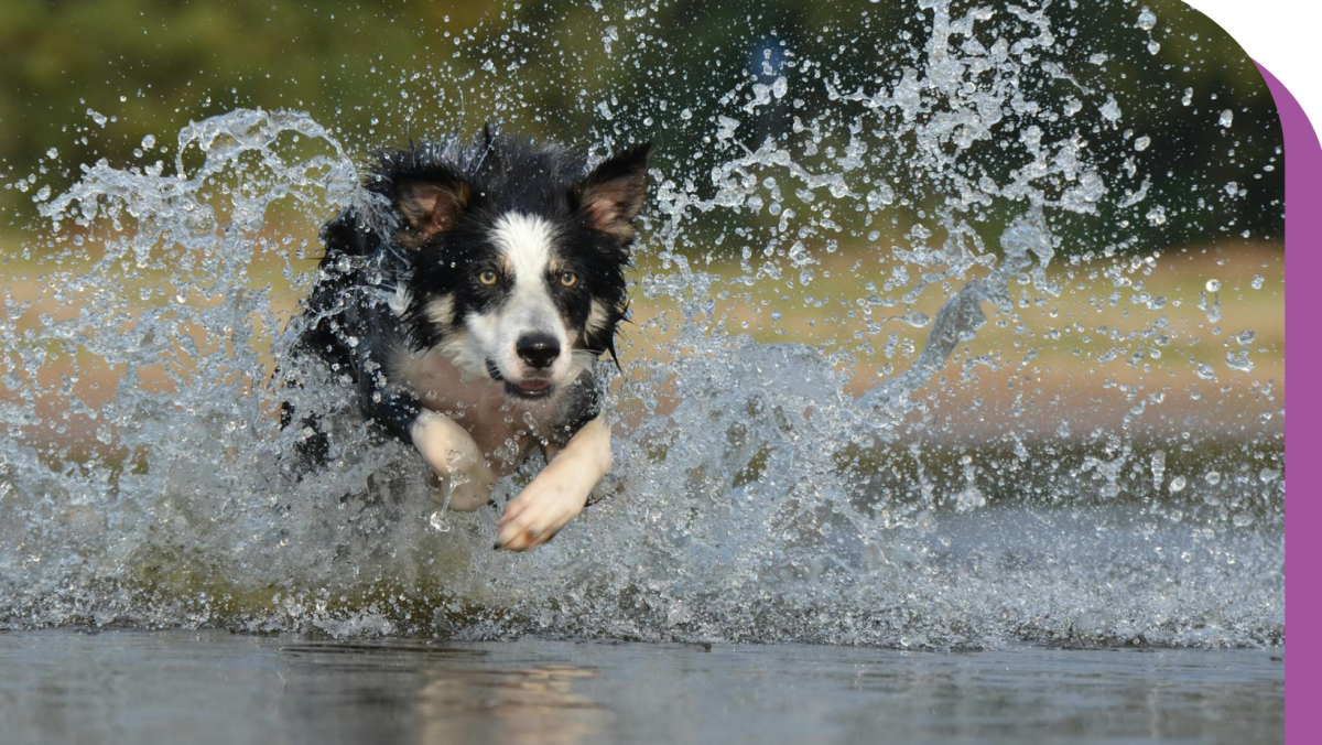 Cagnotte défi sportif