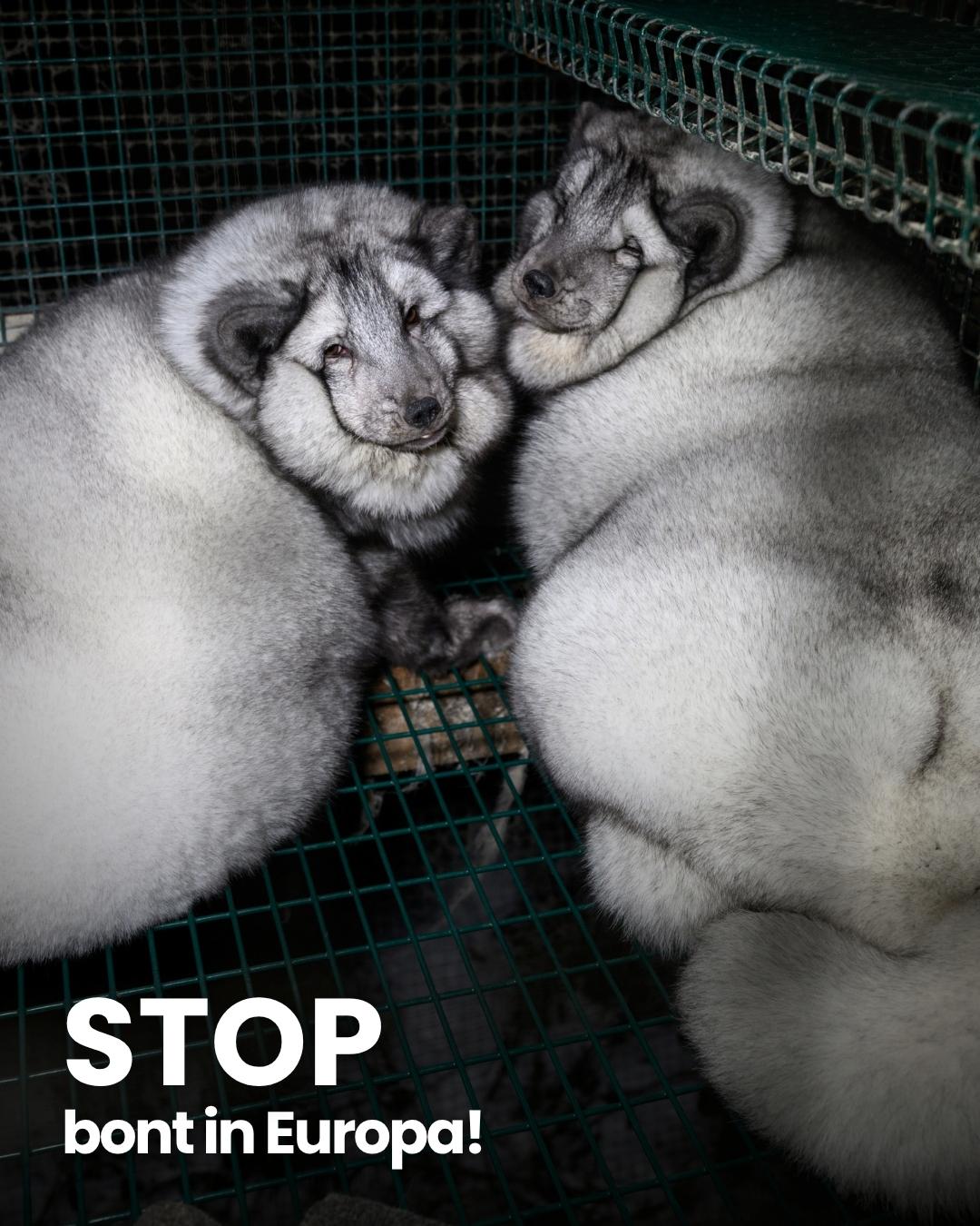 stop met bont