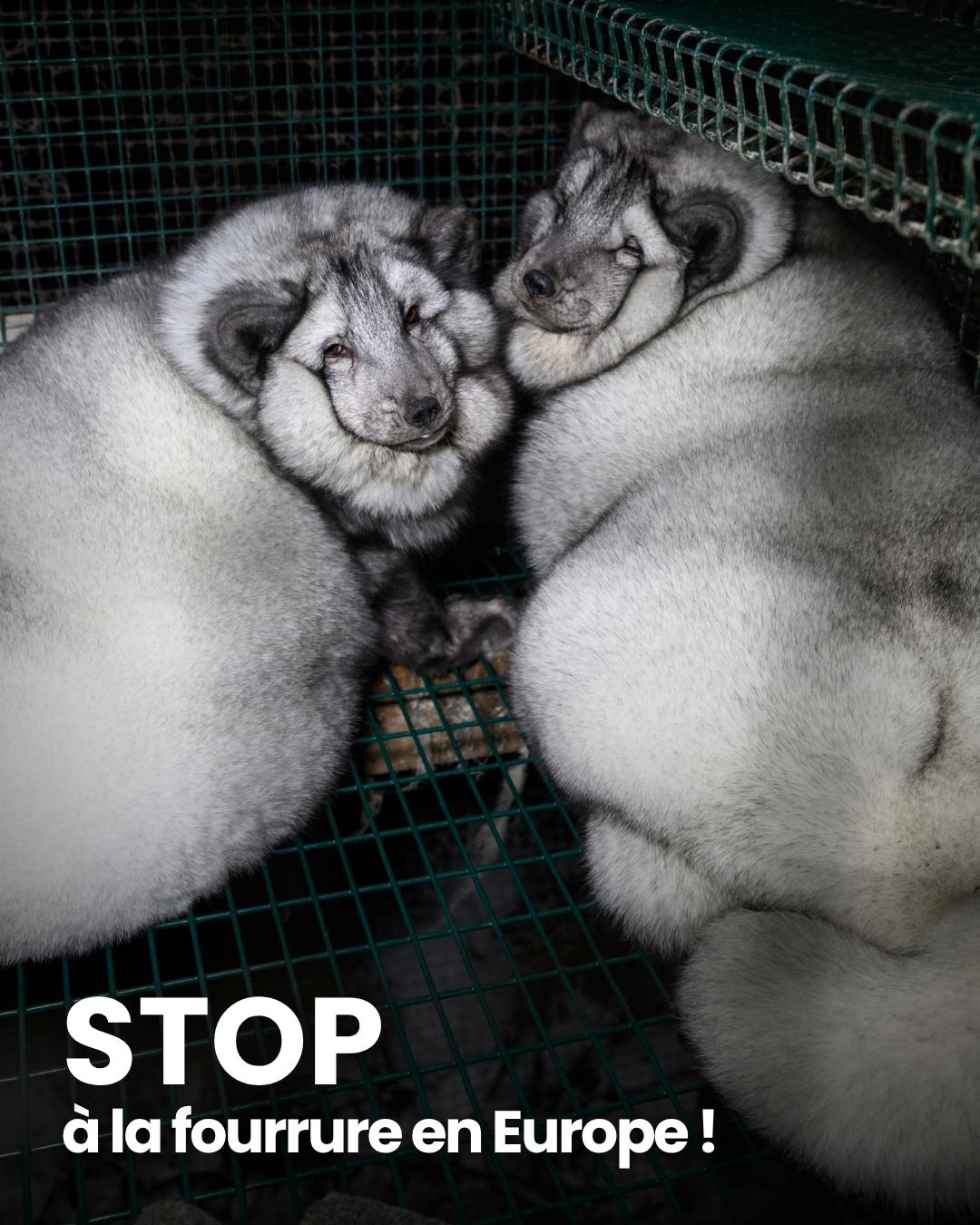 stop fourrure