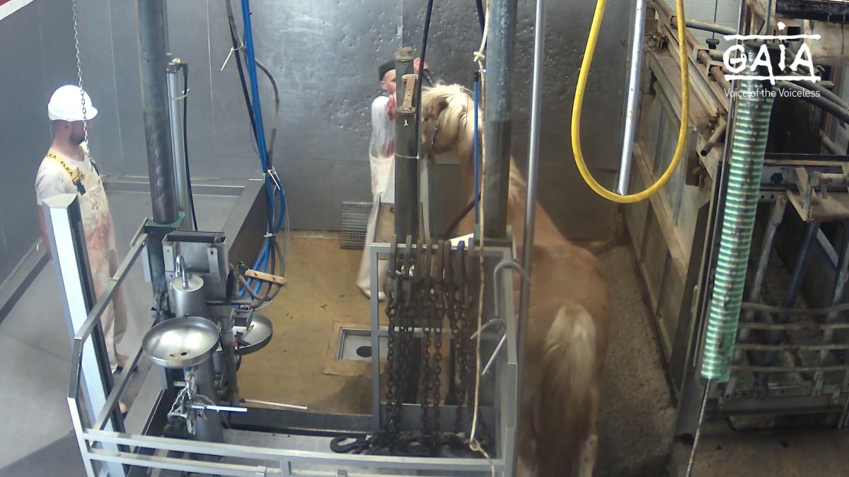 viande de cheval