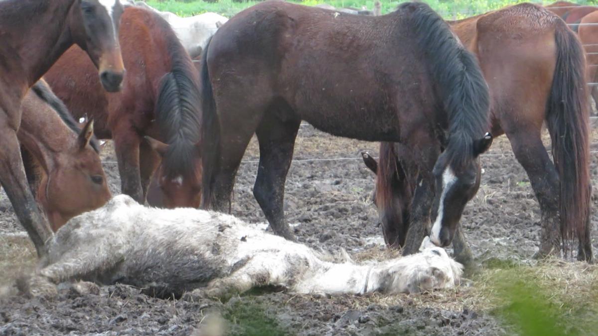 viande de cheval