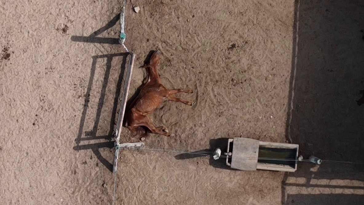 Viande de cheval