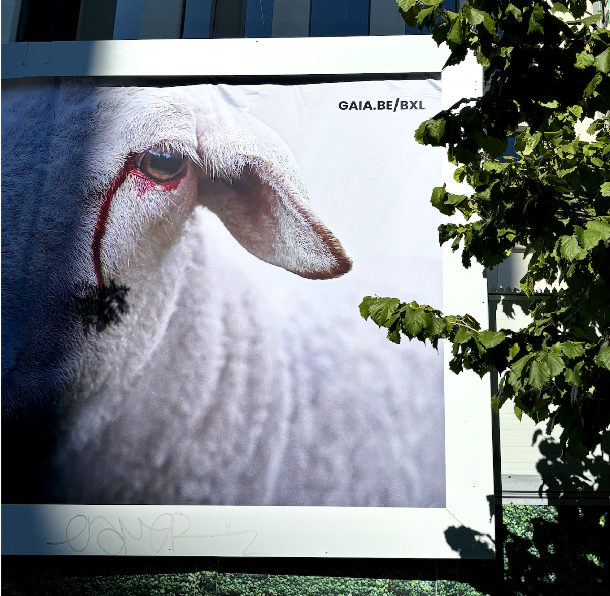 Slaughter without stunning