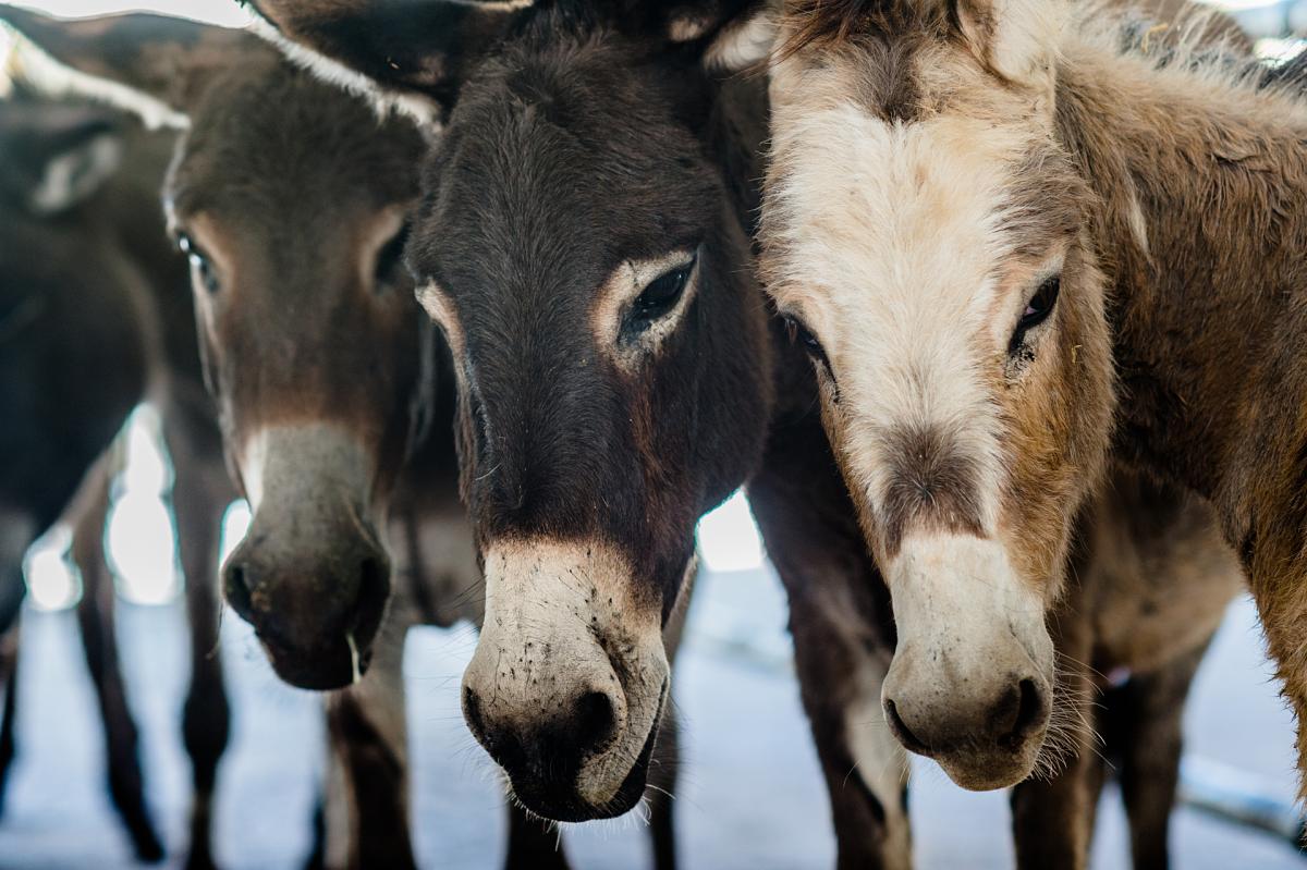 viande de cheval