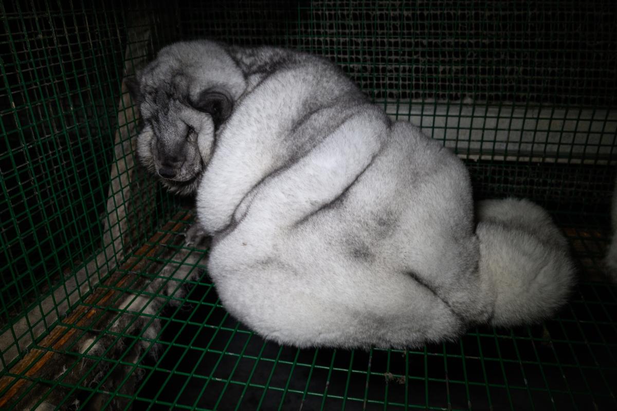 fur