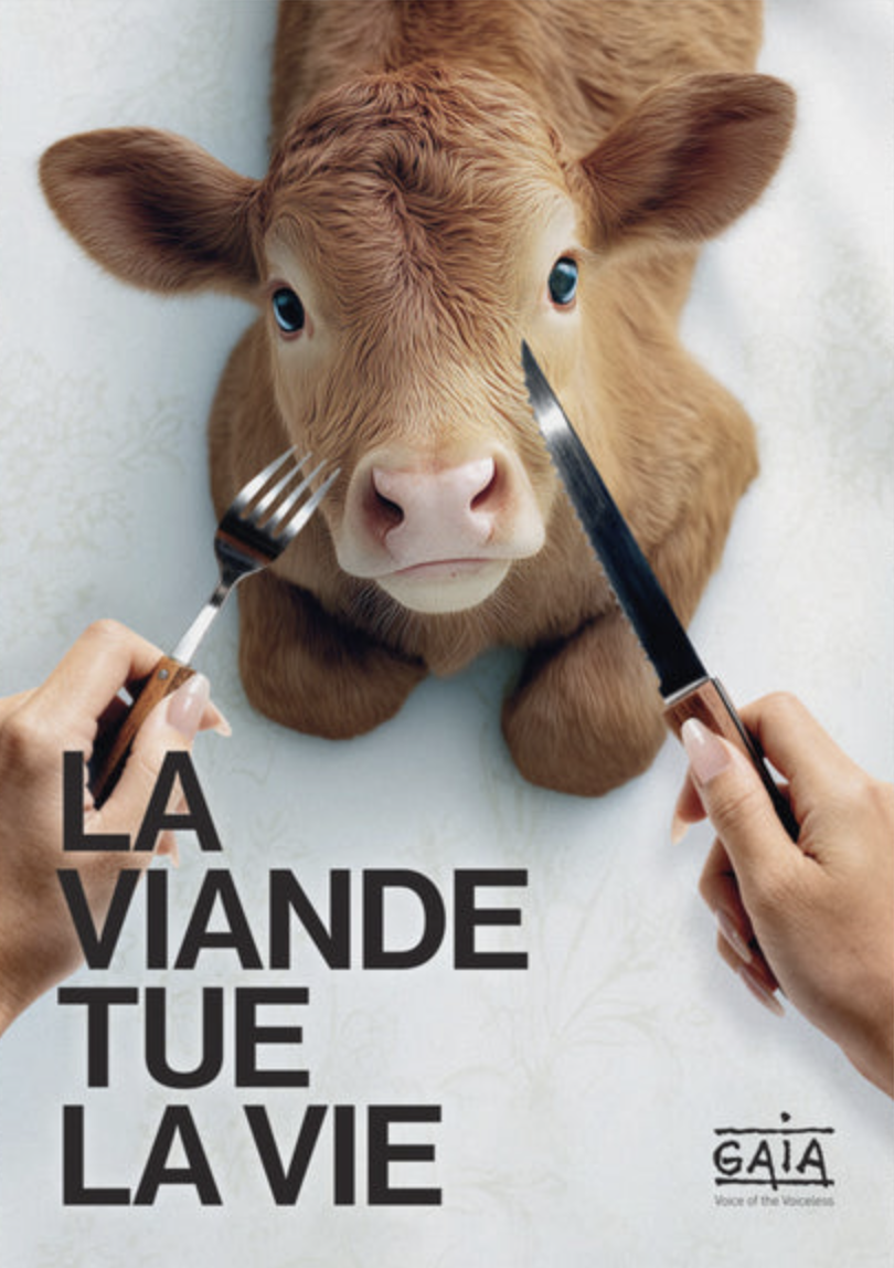 Veau est approché par une personne tenant des couverts