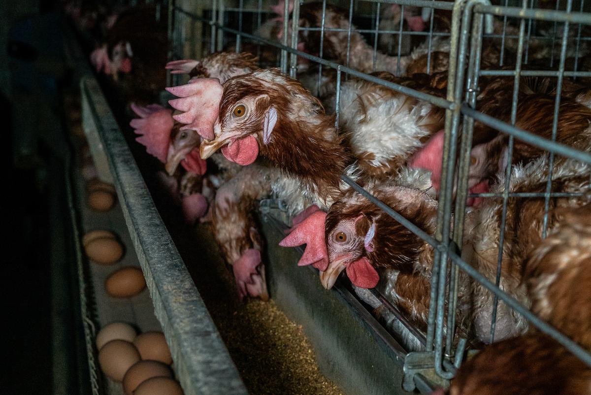 poules pondeuses