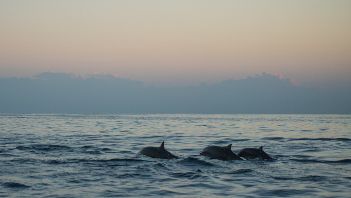 dauphins
