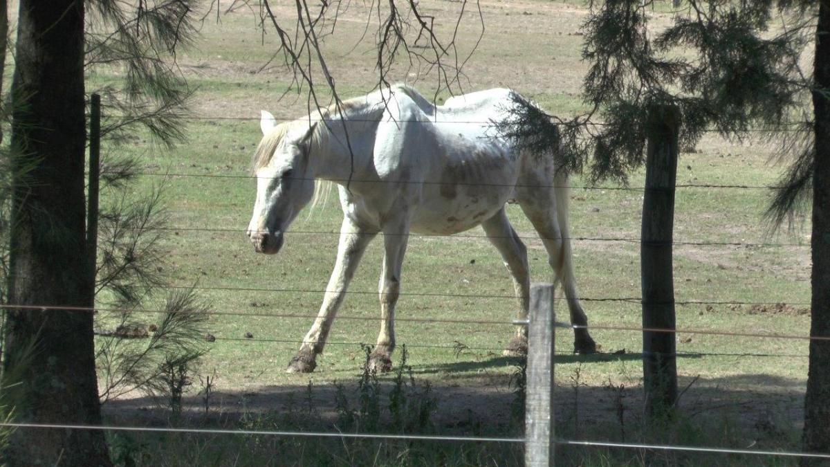 20150324_uy_sg_03_sarel_emaciated_horse_in_pain_6_0.jpg