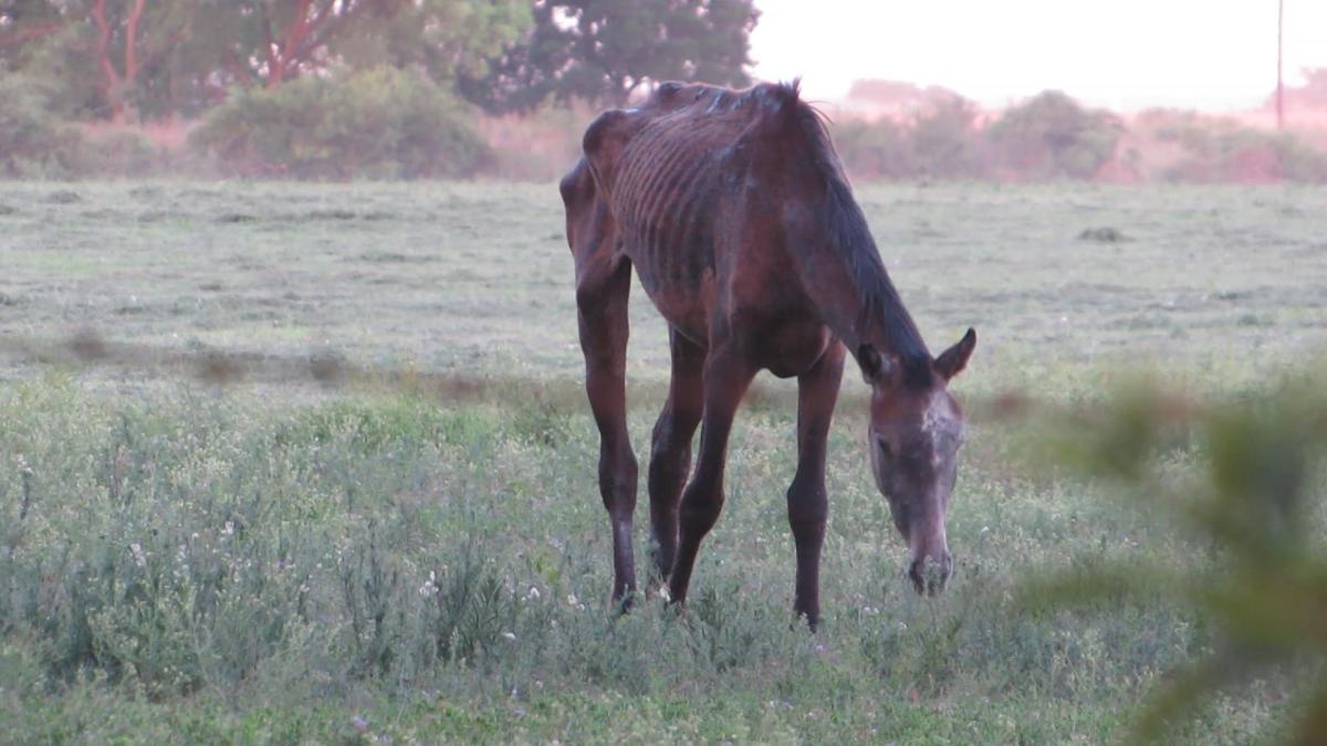 20181222_ar_sr_2171_acopio_arroyo_severely_cachectic_horse_2_0.jpg