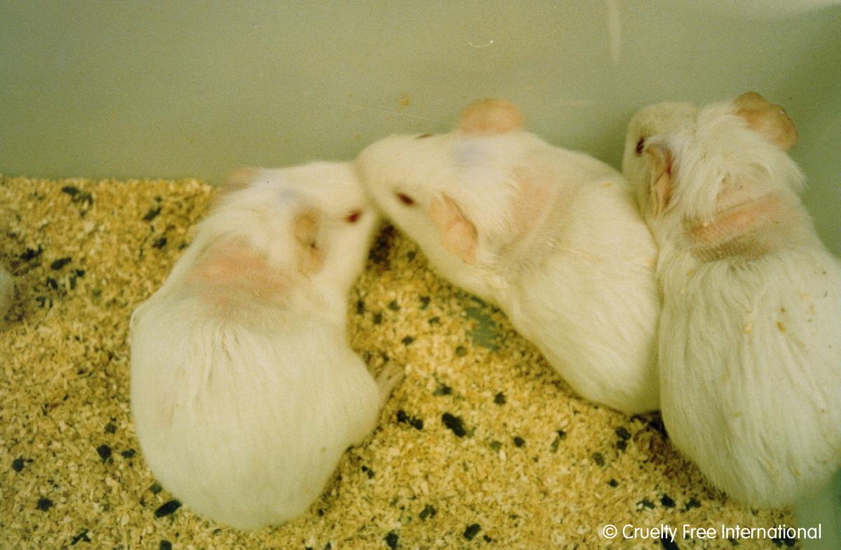 cruelty_free_international_copyright_guinea-pis_toxicity_testing_0.jpg