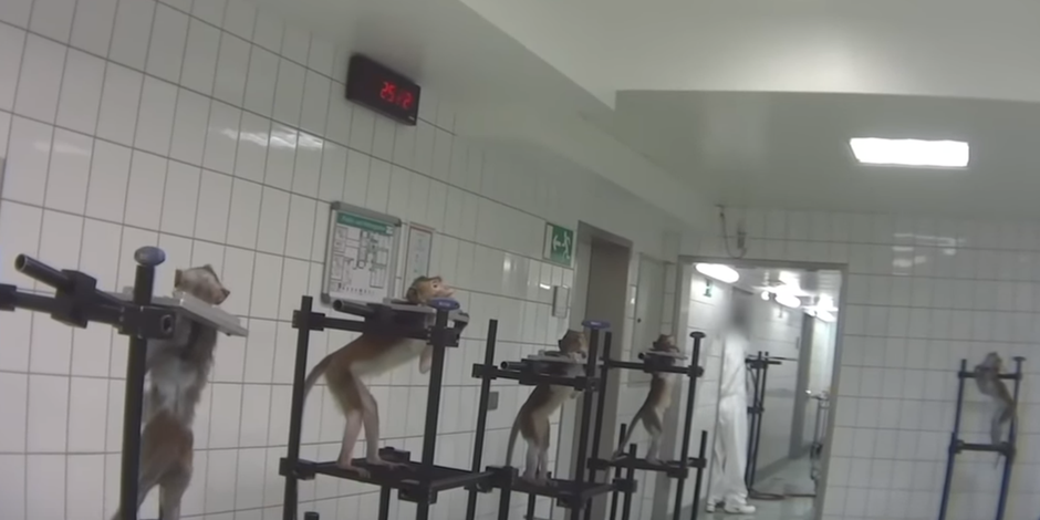 enquete_hambourg_c_soko_tierschutz_-_cruelty_free_3.png