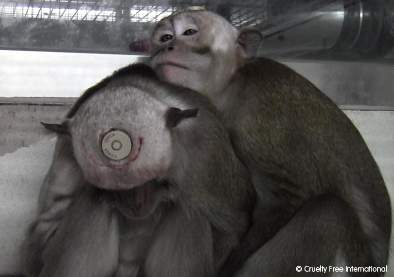 see_it_through_their_eyes_-_primate_website_6.png