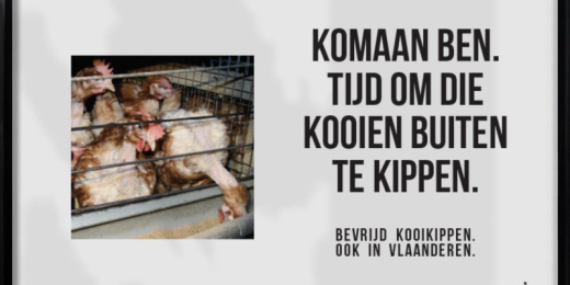 kooikippen