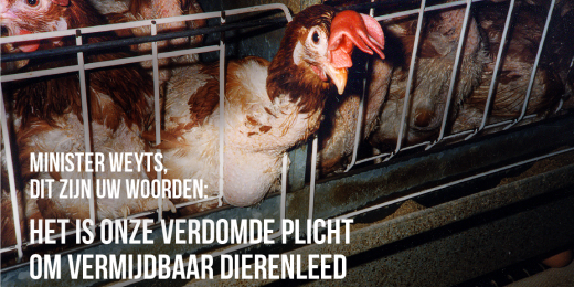 Kippen uit de kooien