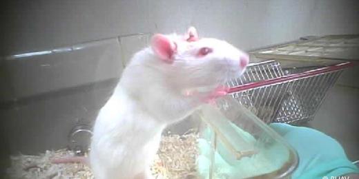 Pour des cosmétiques sans cruauté