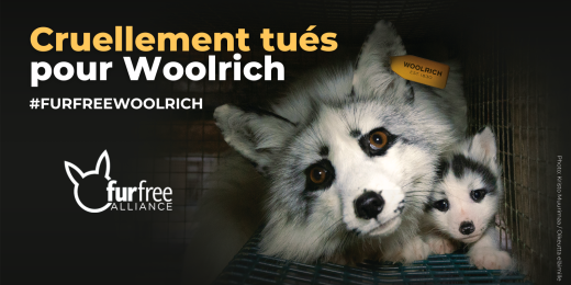 toujours cruellement tués pour Woolrich 