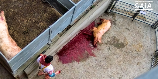 cochon