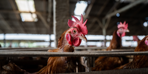 poules pondeuses